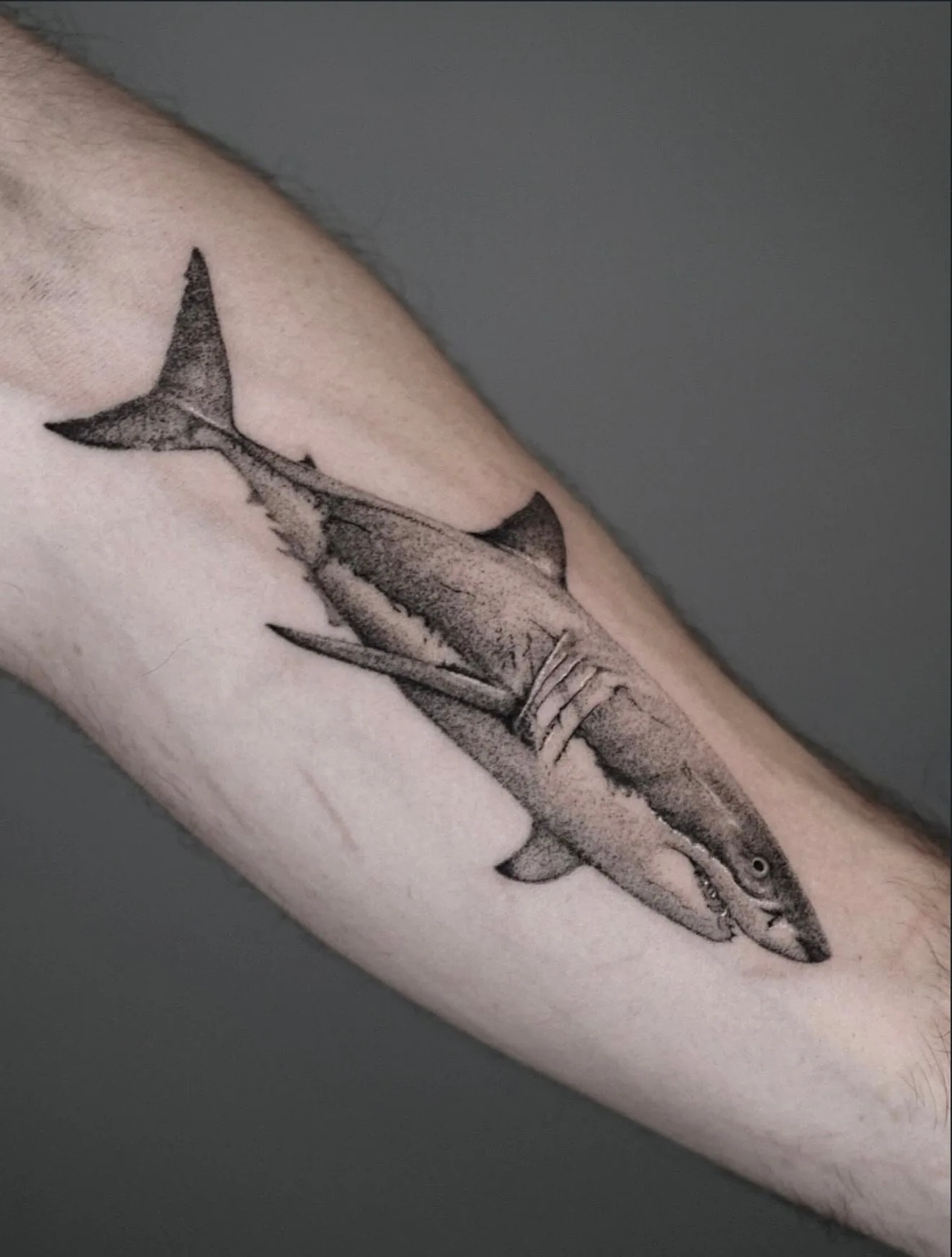 realism tattoo, shark on the forearm